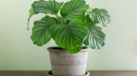 Calathea orbifolia: care tips & propagation - Plantura