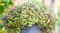 Callisia Repens: How to Plant, Grow and Care For Turtle Vine