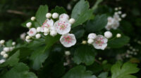 Crataegus laevigata - Wikipedia