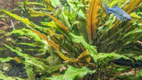 Cryptocoryne Wendtii Undulata Aquatic Plants
