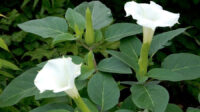 Datura metel 'Belle Blanche'