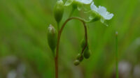 Drosera rotundifolia (round-leaved sundew): Go Botany