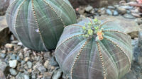 Euphorbia obesa - The Ruth Bancroft Garden & Nursery