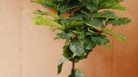 Fiddle Leaf Fig