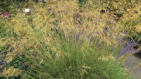 Giant Feather Grass (Stipa gigantea) - Rocky Knoll Farm