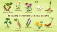 Healing Herbs with Medicinal Benefits