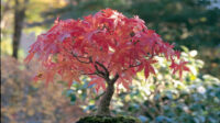 How to care of your maple bonsai and not die trying Mistral Bonsai