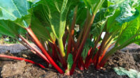 How to Create the Best Location for Rhubarb Plants – Sow Right Seeds