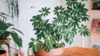 How to Grow & Care for Schefflera (Umbrella Plant)