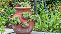 How to Plant a Strawberry Pot