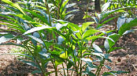 How to Plant and Grow a Cardamom Plant