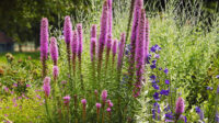 How to Plant and Grow Blazing Star