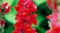 How to Plant and Grow Snapdragon
