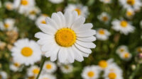 How to Plant and Grow the Lovely Marguerite Daisy