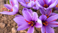 How to Plant Saffron Crocus Bulbs - Eden Brothers Planting Guides