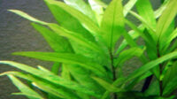 Hygrophila corymbosa - Wikipedia