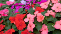 Impatiens: Plant, Grow and Care For Busy Lizzies BBC Gardeners