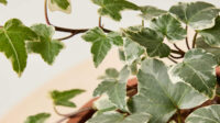 Ivy : How to Care for Ivy Plants Bloomscape