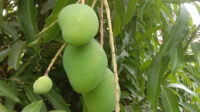 Mangifera indica - Wikipedia