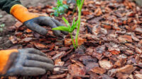 Pine bark, an excellent ornamental mulch, great for veggies, too