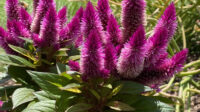 Plant Primer: Intenz Lipstick celosia