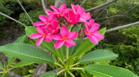 Plumeria Rubra Red Orchid Flowering Tree