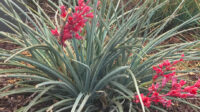Red Yucca