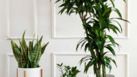 The Best Air-Purifying Plants for the Office — Plant Care Tips and