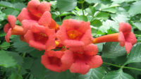 The Trumpet Creeper — In Defense of Plants