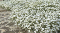 Cerastium tomentosum - Midwest Groundcovers, LLC
