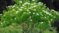 Elderberry Tree Seeds (Sambucus canadensis)