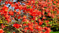 Flowering Quince