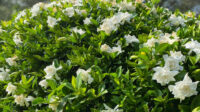 Frost Proof Gardenia - - ft.