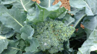 Growing Broccoli in a Home Garden University of Maryland Extension