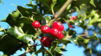 Holly - Wikipedia