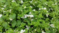 How to Grow and Care For Bacopa Plants Like a Pro Gardener