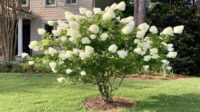 How To Grow And Care For Panicle Hydrangeas