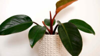 How to Grow and Care for Philodendron 'Black Cardinal'