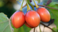 How to Plant and Grow a Tree Tomato (Tamarillo)