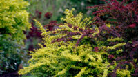 How to Plant and Grow Barberry