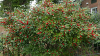 Ilex verticillata: 'Winterberry Holly' College of Agriculture