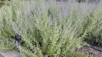 Perovskia atriplicifolia - Midwest Groundcovers, LLC
