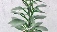 Philodendron Hastatum Plant Care: Water, Light, Nutrients Greg