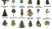 Pine Tree Facts, Types, Identification, Diseases, Pictures