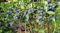 -Sweet Honeyberry Haskap Hedge Plants