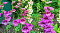 The Secret to Growing Foxgloves: My -Year Journey to Success