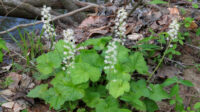 Tiarella - Wikipedia