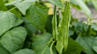 Tips To Growing Edible French Filet Bean Plants – Roger's Gardens