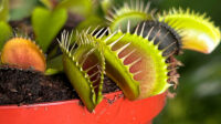 Venus Fly Trap (Dionaea Muscipula) Review Houseplant UK