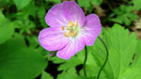 Wild Geranium